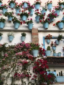 Patio cordobés