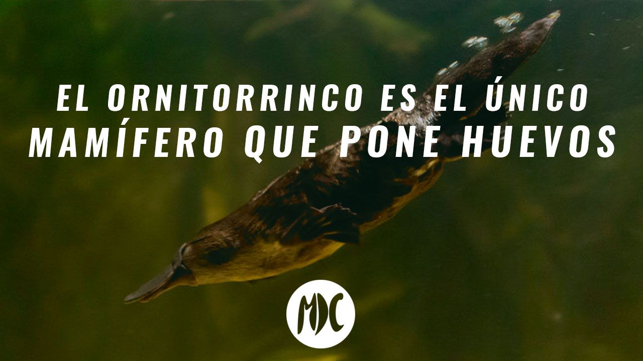 contraportadas_julio2019_7