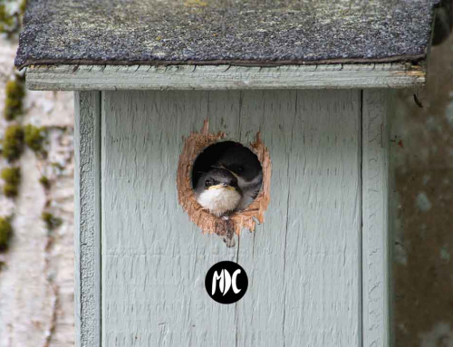 Cómo hacer una caja nido en casa para aves “trogloditas” gracias a SEO Birdlife